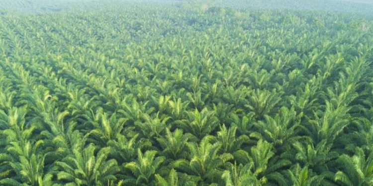 Regeneration project gets boost as Edo cultivates 50, 000-hectare oil palm plantation