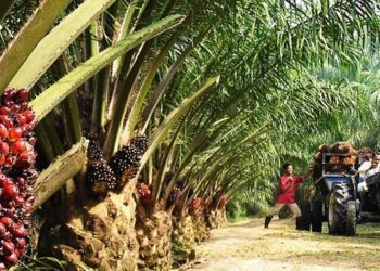 Obaseki agric reforms: Edo to launch cluster farm initiatives, others to boost oil palm devt