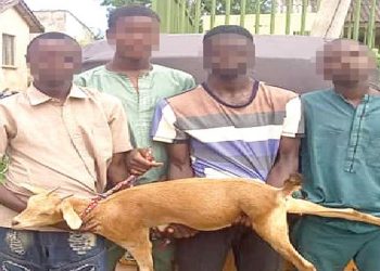 On June 18, 2023, four goat thieves were caught in Gombe