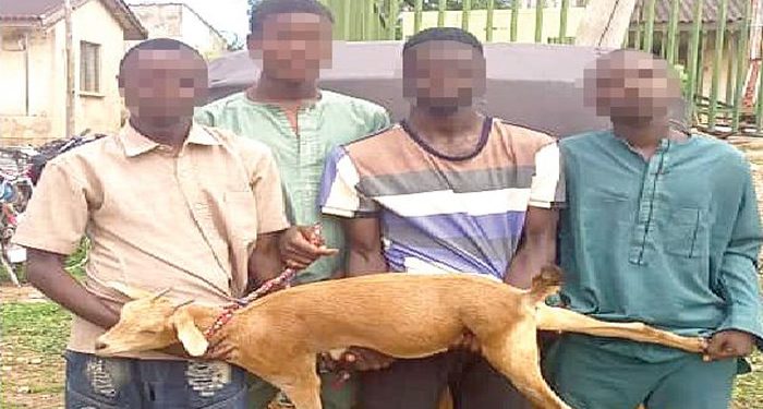 On June 18, 2023, four goat thieves were caught in Gombe
