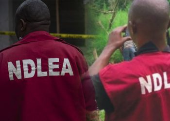 NDLEA arrests 252 drug criminals in Edo