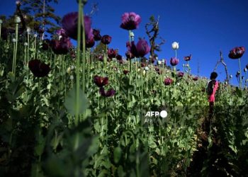 UN Reports Myanmar Surpasses Afghanistan as Largest Opium Producer Globally