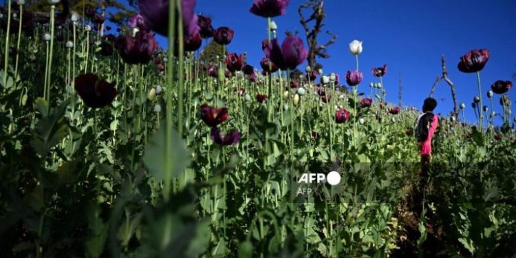 UN Reports Myanmar Surpasses Afghanistan as Largest Opium Producer Globally