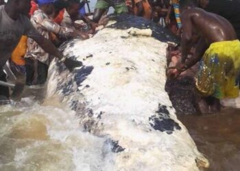 Again, Bayelsans butcher whale at Brass Island