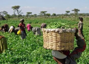 Ogun State Targets 100,000 Farmers for Capacity Building