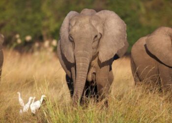 Tragic Elephant Attack in South Africa's Kruger National Park