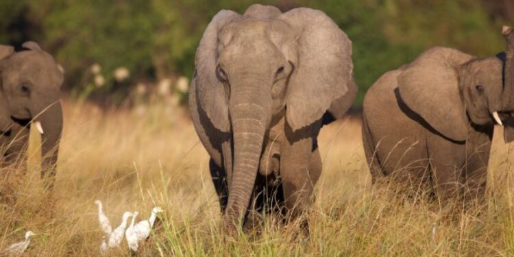 Tragic Elephant Attack in South Africa's Kruger National Park