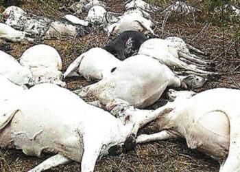 Kaduna community in shock as lightning kills herder, 12 cows