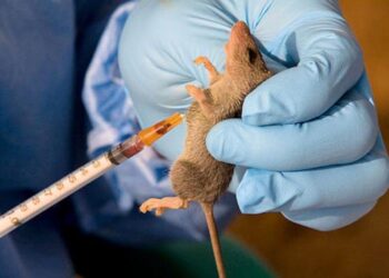 Lassa Fever: Nigeria Records 152 Deaths in 2025 as Fatality Rate Rises — NCDC
