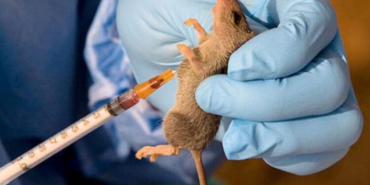 Lassa Fever: Nigeria Records 152 Deaths in 2025 as Fatality Rate Rises — NCDC