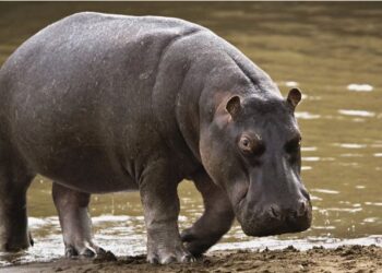 Displaced Hippopotamuses Kill One in Adamawa State, Communities on High Alert