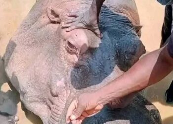 Hippo Killed by Adamawa Residents After Fatal Attack on Fisherman