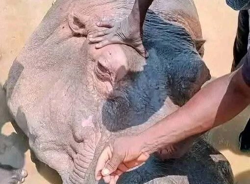 Hippo Killed by Adamawa Residents After Fatal Attack on Fisherman