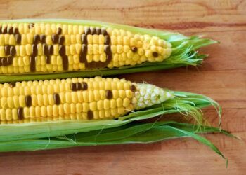 GMO Seed Companies May Control Nigeria’s Food Future — Fatade Warns