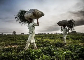 Farmers in Zamfara and Sokoto Demand Security for Peaceful Harvest