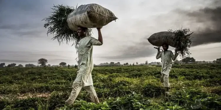 Farmers in Zamfara and Sokoto Demand Security for Peaceful Harvest