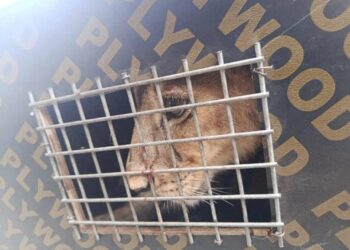 Customs intercepts endangered lion, patas monkeys at Seme Border