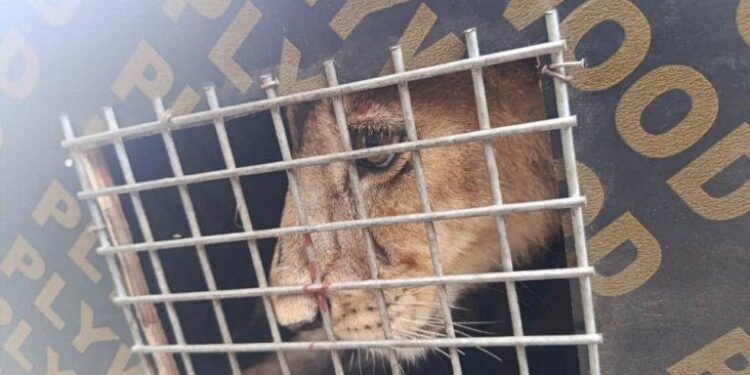 Customs intercepts endangered lion, patas monkeys at Seme Border