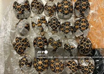 “Thai Airport Crackdown: Teen Arrested with 30 Endangered Tortoises in Wildlife Smuggling Bust”
