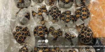 “Thai Airport Crackdown: Teen Arrested with 30 Endangered Tortoises in Wildlife Smuggling Bust”