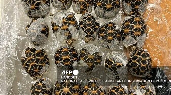 “Thai Airport Crackdown: Teen Arrested with 30 Endangered Tortoises in Wildlife Smuggling Bust”