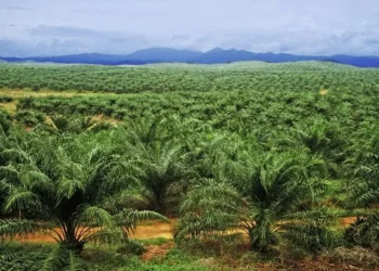 NPPAN Targets Northern Nigeria for Massive Oil Palm Plantations