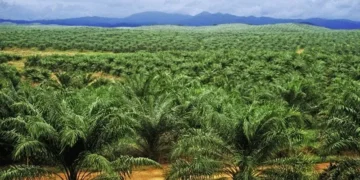 NPPAN Targets Northern Nigeria for Massive Oil Palm Plantations