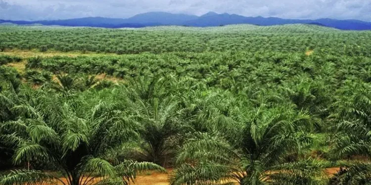 NPPAN Targets Northern Nigeria for Massive Oil Palm Plantations