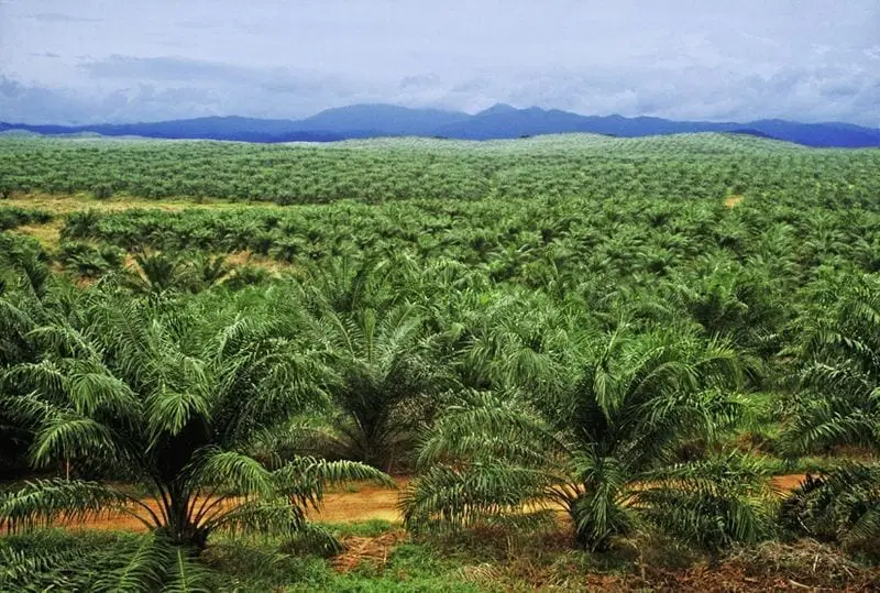 NPPAN Targets Northern Nigeria for Massive Oil Palm Plantations