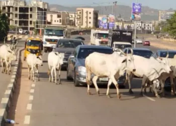 FG Identifies 470 Grazing Reserves to End Open Grazing, Boost Dairy Production