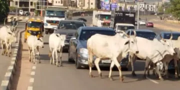 FG Identifies 470 Grazing Reserves to End Open Grazing, Boost Dairy Production