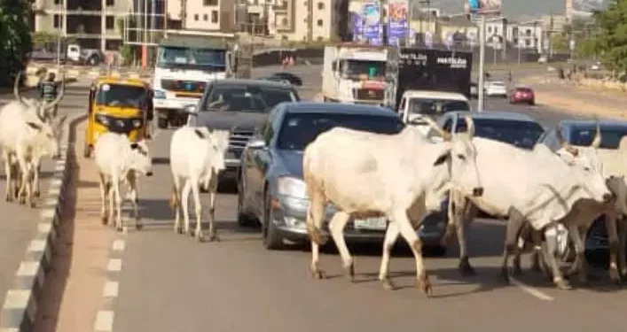 FG Identifies 470 Grazing Reserves to End Open Grazing, Boost Dairy Production