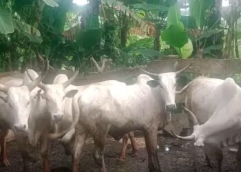Ogun Police Arrest Two Suspects for Cattle Theft, Recover Six Cows, Foil Suspected Abduction Attempt.