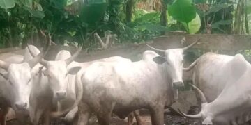 Ogun Police Arrest Two Suspects for Cattle Theft, Recover Six Cows, Foil Suspected Abduction Attempt.