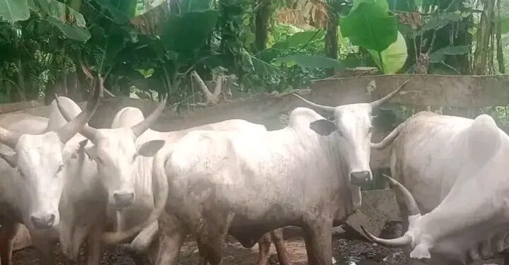 Ogun Police Arrest Two Suspects for Cattle Theft, Recover Six Cows, Foil Suspected Abduction Attempt.