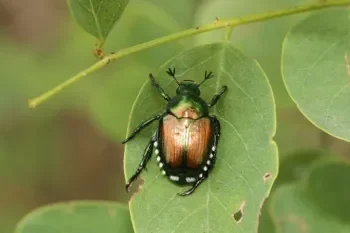 Japanese Beetle Threat Expands Beyond Native Range, Raising Global Agricultural Concerns.