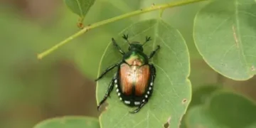 Japanese Beetle Threat Expands Beyond Native Range, Raising Global Agricultural Concerns.
