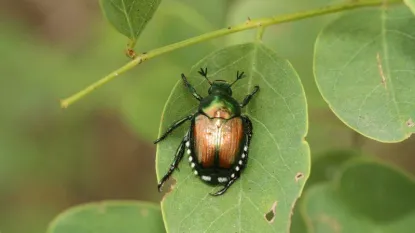 Japanese Beetle Threat Expands Beyond Native Range, Raising Global Agricultural Concerns.