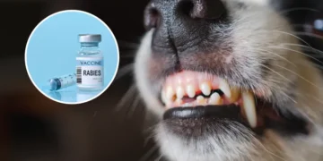 Rabies Exposure Don Rise for US, CDC Says Treatment Supplies Still Dey Available!