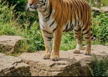 Yorkshire Wildlife Park Spares Tiger Altai After Fatal Attack