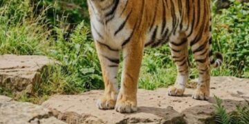 Yorkshire Wildlife Park Spares Tiger Altai After Fatal Attack