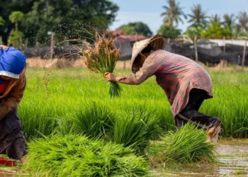World Food Day: Rising Poverty and Food Prices Deepen Nigeria’s Hunger Crisis