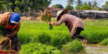 World Food Day: Rising Poverty and Food Prices Deepen Nigeria’s Hunger Crisis