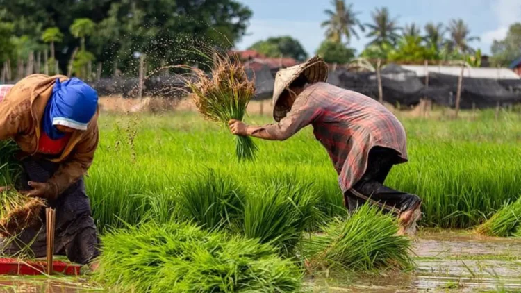 World Food Day: Rising Poverty and Food Prices Deepen Nigeria’s Hunger Crisis