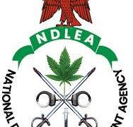 NDLEA Siezed Over N5bn in Cannabis and Codeine at Nigerian Ports, Arrests Milan Bound Businessman.